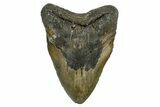 Huge, Fossil Megalodon Tooth - North Carolina #382588-1
